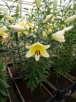 [4146 Serano No101.JPG]